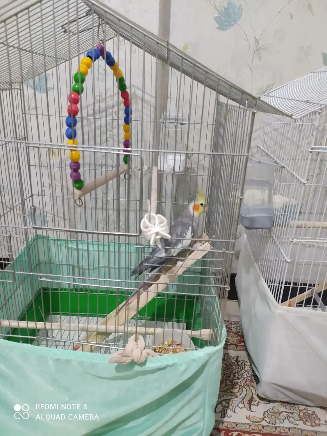 عروس هلندی سرحال وزییا|پرنده|فردیس, انبار نفت|دیوار