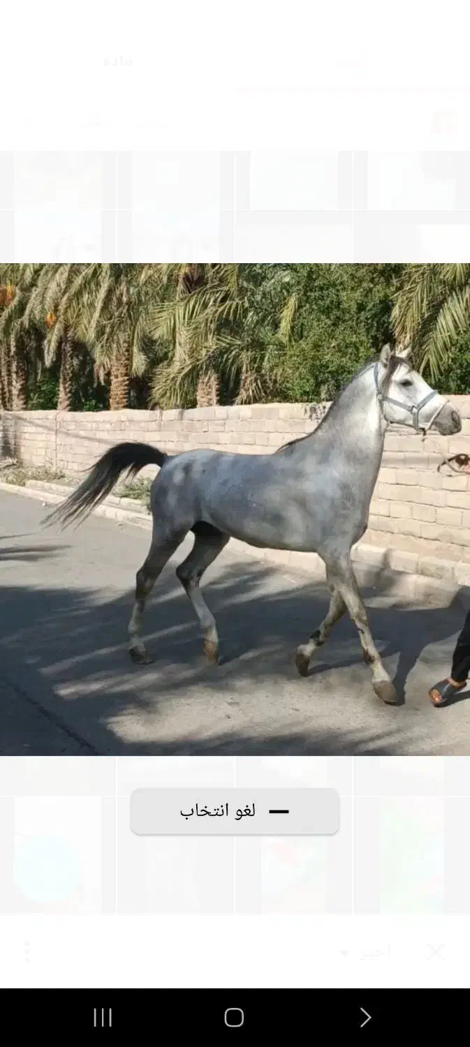 اسب|اسب و تجهیزات اسب‌سواری|نرماشیر, |دیوار