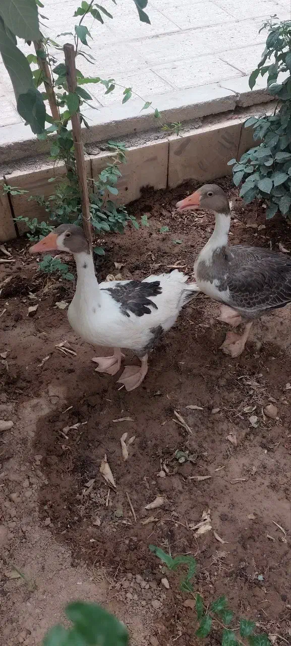 یک جفت غاز نر و ماده بالغ ۱ساله نزدیک تخم گزاری|حیوانات مزرعه|اصفهان, دهنو|دیوار