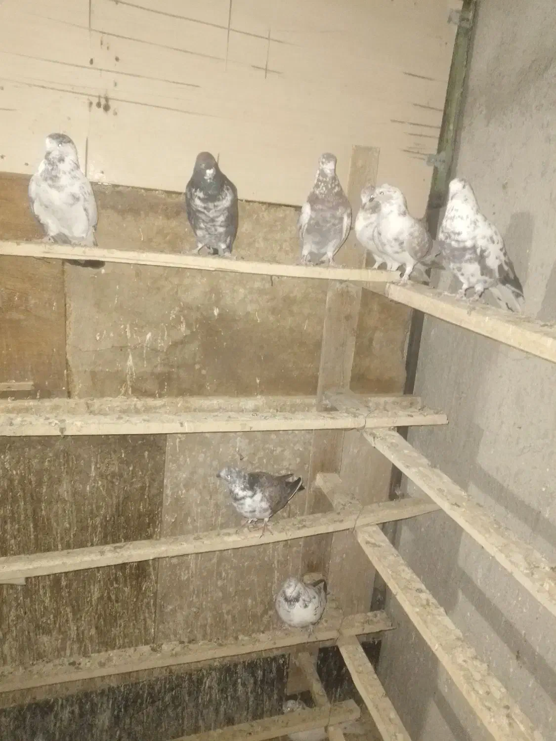 ۱۰ عدد کبوتر پرشی و خیلی خوب ۱۵۰۰|پرنده|شهریار, شهرک نماز (دینار آباد)|دیوار