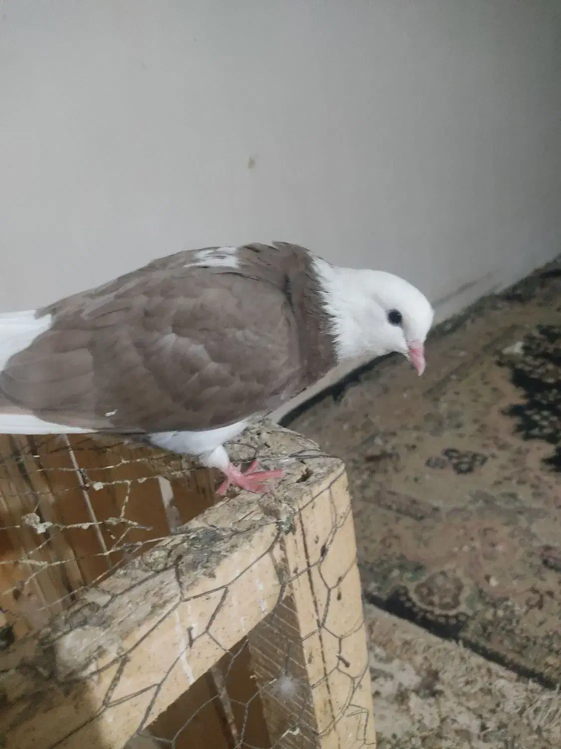 ابله.|حراج|میاندوآب, |دیوار