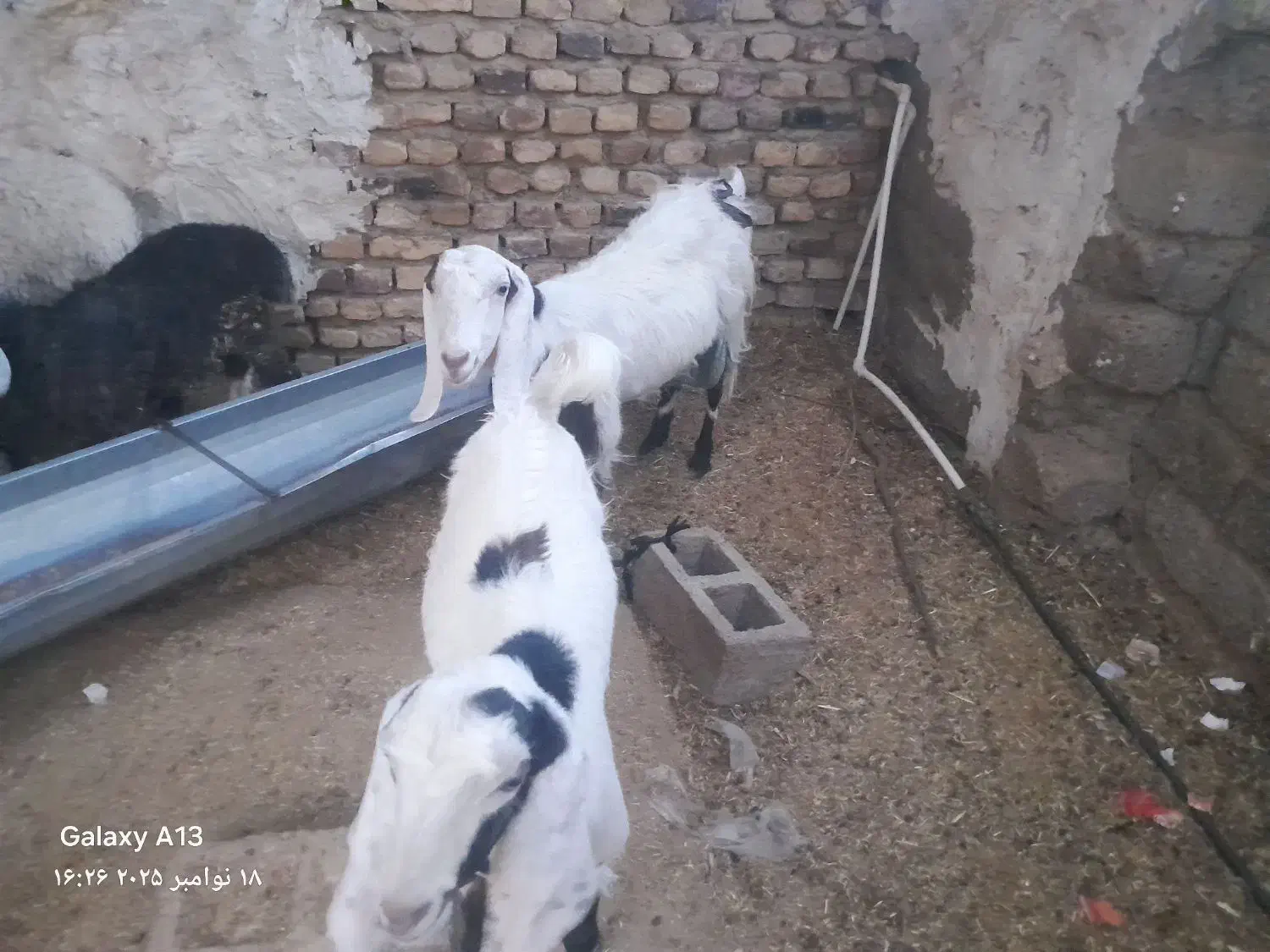 بزوطنی شیری با کهره بزرگ|حیوانات مزرعه|زهک, |دیوار