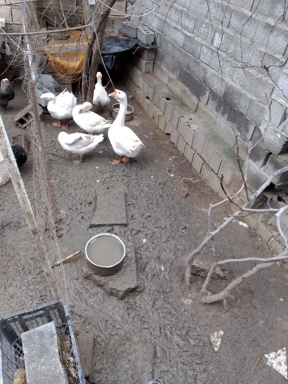 غاز لیندا|حیوانات مزرعه|ساری, |دیوار