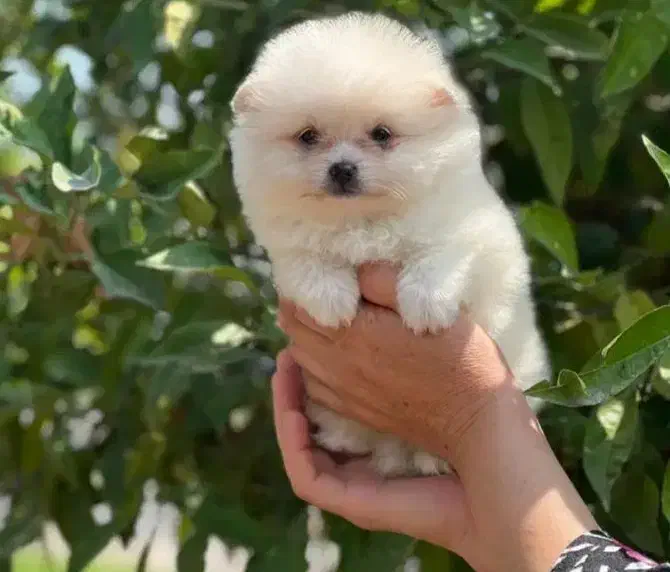 توله لیوانی|سگ|اهواز, آریاشهر|دیوار