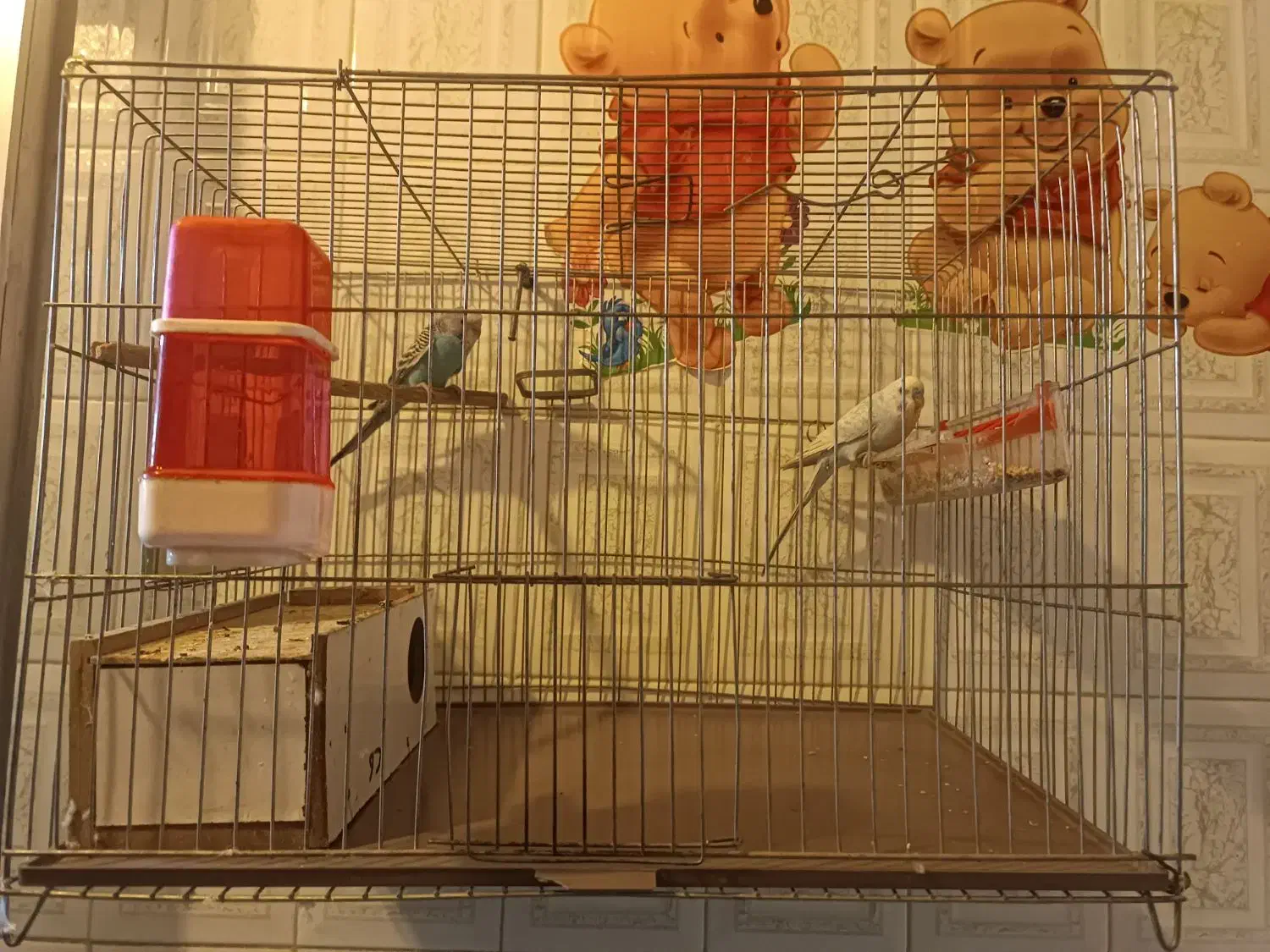 فروش مرغ عشق|پرنده|خمینی‌شهر, |دیوار