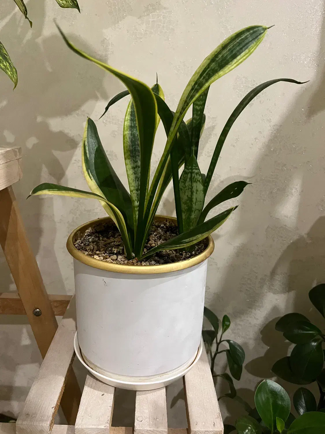 گل و گلدان|گل و گیاه طبیعی|تهران, هوانیروز|دیوار