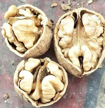 گردو پوست کاغذی ۶۴۵/۰۰۰      باضمانت ( بدون پوچی )|خوردنی و آشامیدنی|قم, ولیعصر|دیوار