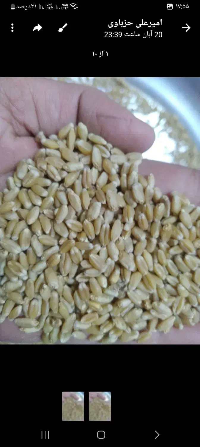 بزر‌گندم‌شیبان|خوردنی و آشامیدنی|اهواز, زرگان|دیوار