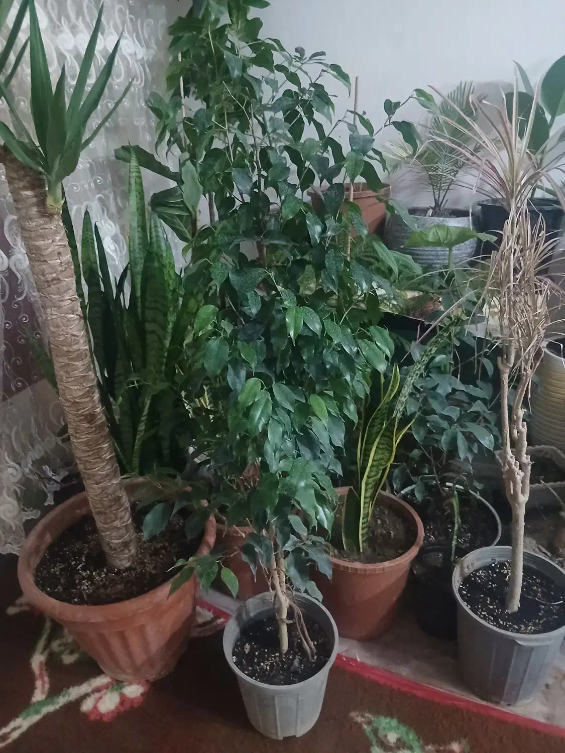 گل بنجامین|گل و گیاه طبیعی|باسمنج, |دیوار