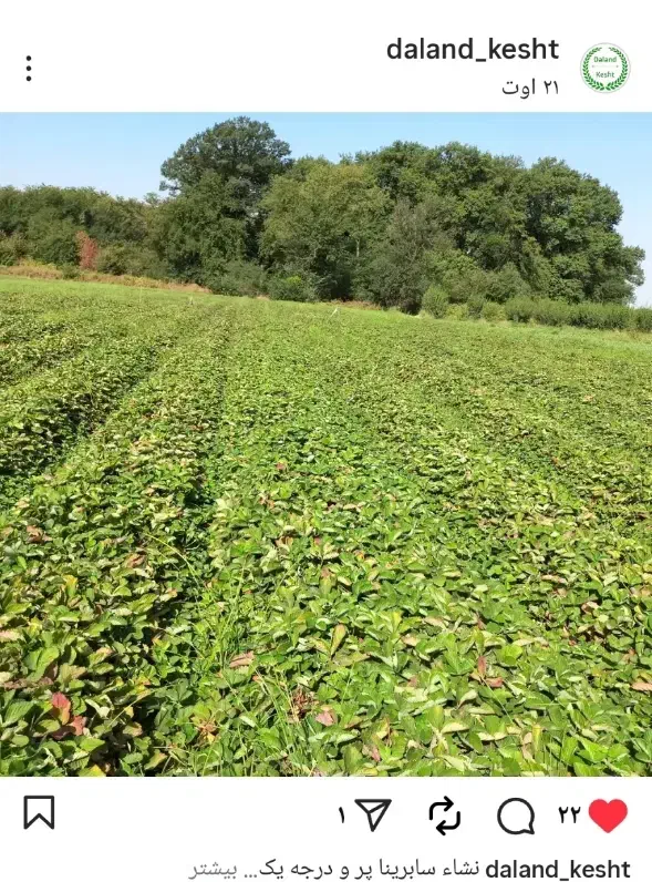 نهال آماده|گل و گیاه طبیعی|ورامین, ورامین|دیوار