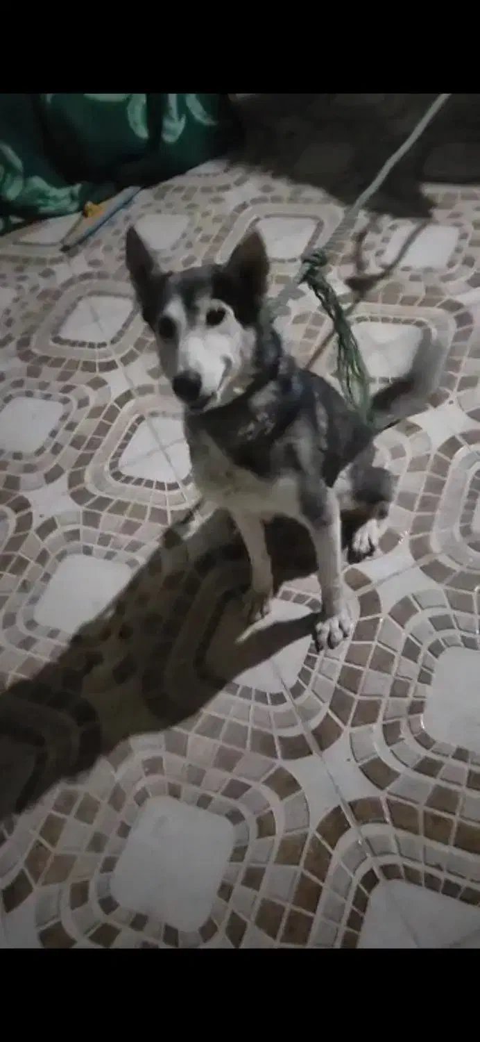 ۲عدد سگ ماده.|سگ|چیتاب, |دیوار