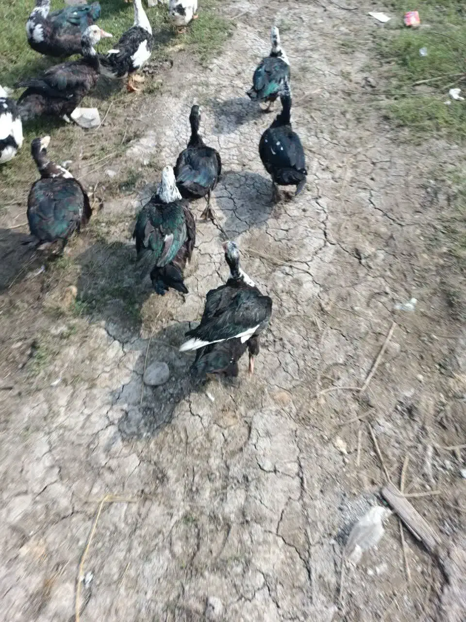 فروش اردک ماده اسرائیلی|حیوانات مزرعه|رشت, پیرکلاچای|دیوار