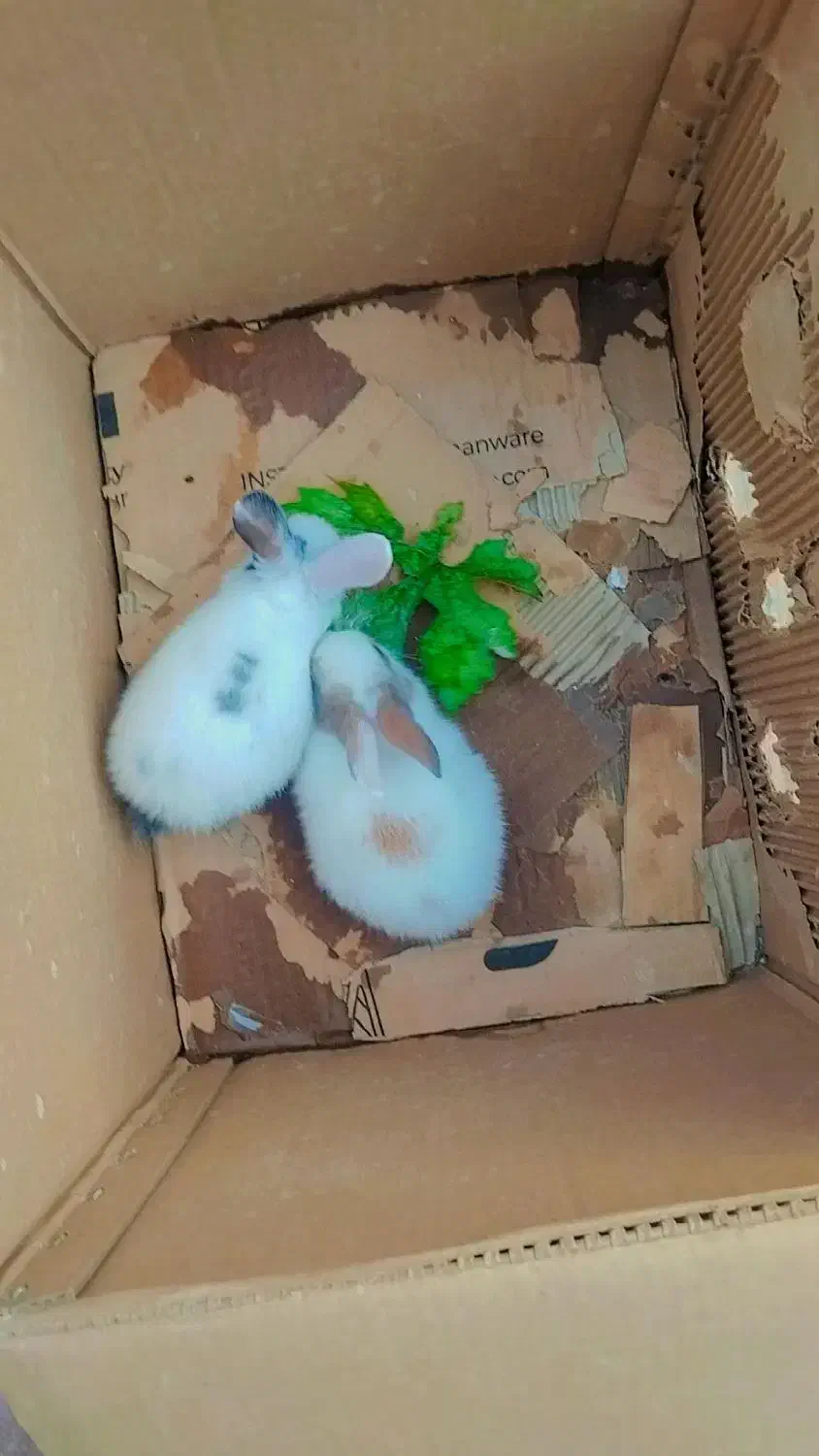 بچه خرگوش سی روزه|موش و خرگوش|پاکدشت, پاکدشت (مامازند)|دیوار