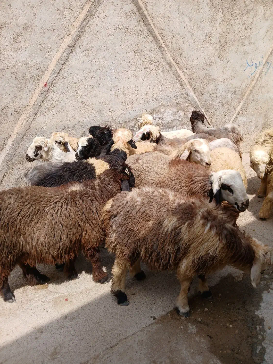 دام زنده|حیوانات مزرعه|شیراز, شهرک صنعتی شیراز|دیوار