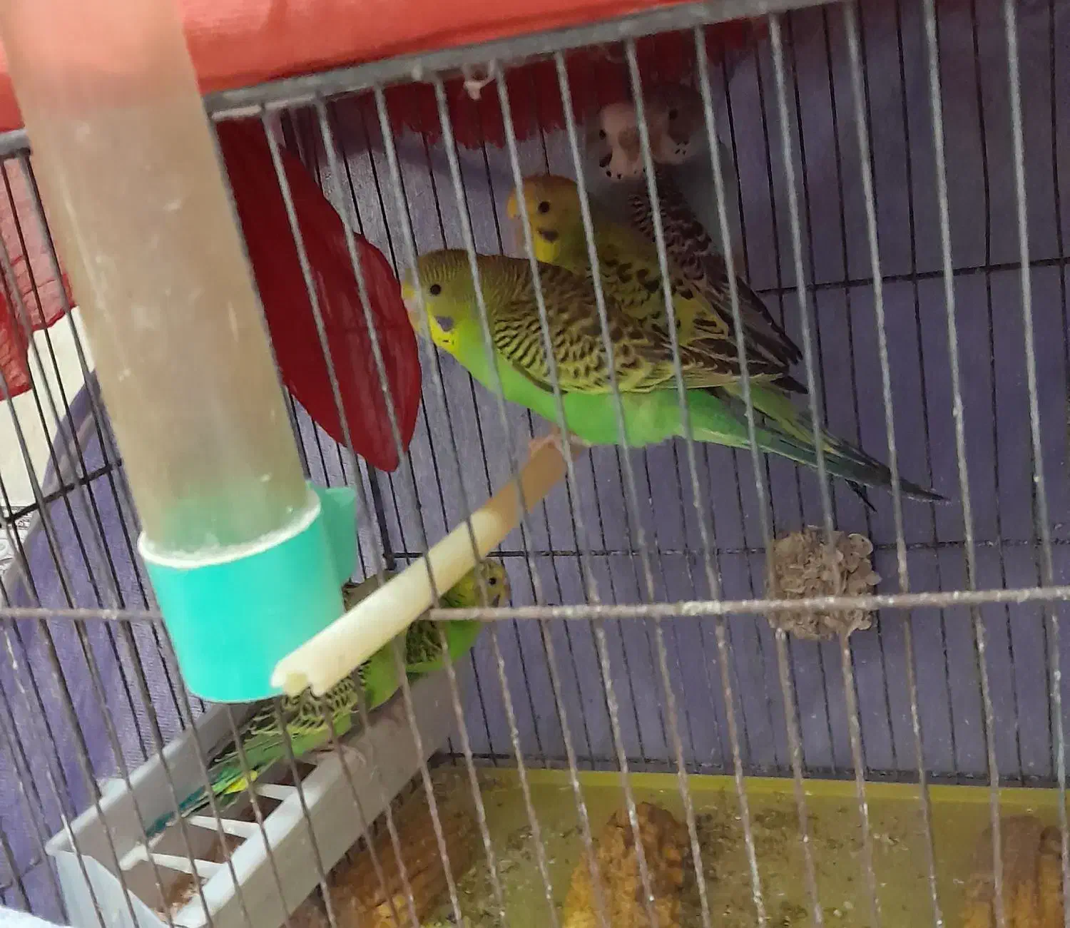 مرغ عشق|پرنده|گلپایگان, |دیوار