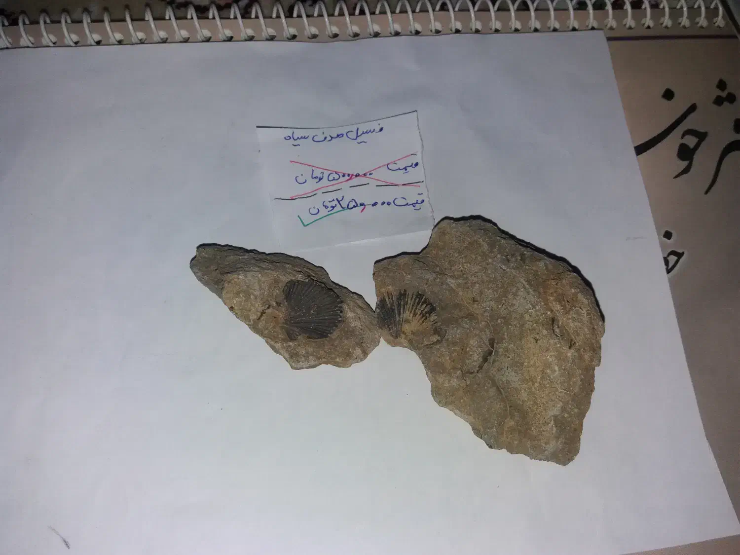 فسیل انواع صدف|کلکسیون و سرگرمی|فردوس (خراسان), |دیوار