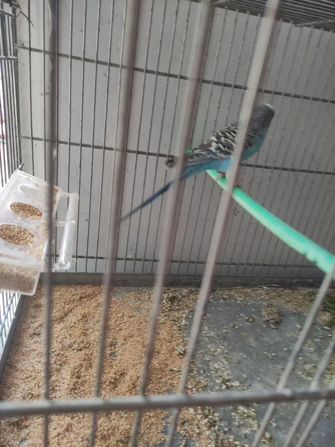 مرغ عشق|پرنده|شاهین‌شهر, خانه کارگر|دیوار