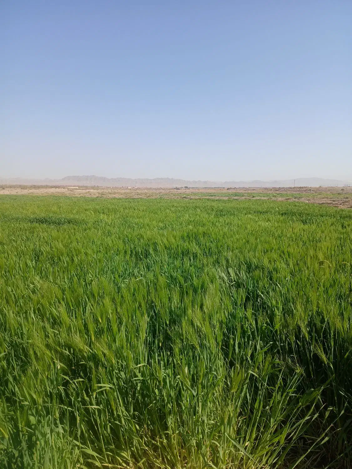 جوعلوفه ای|لوازم جانبی حیوانات|بیرجند, |دیوار