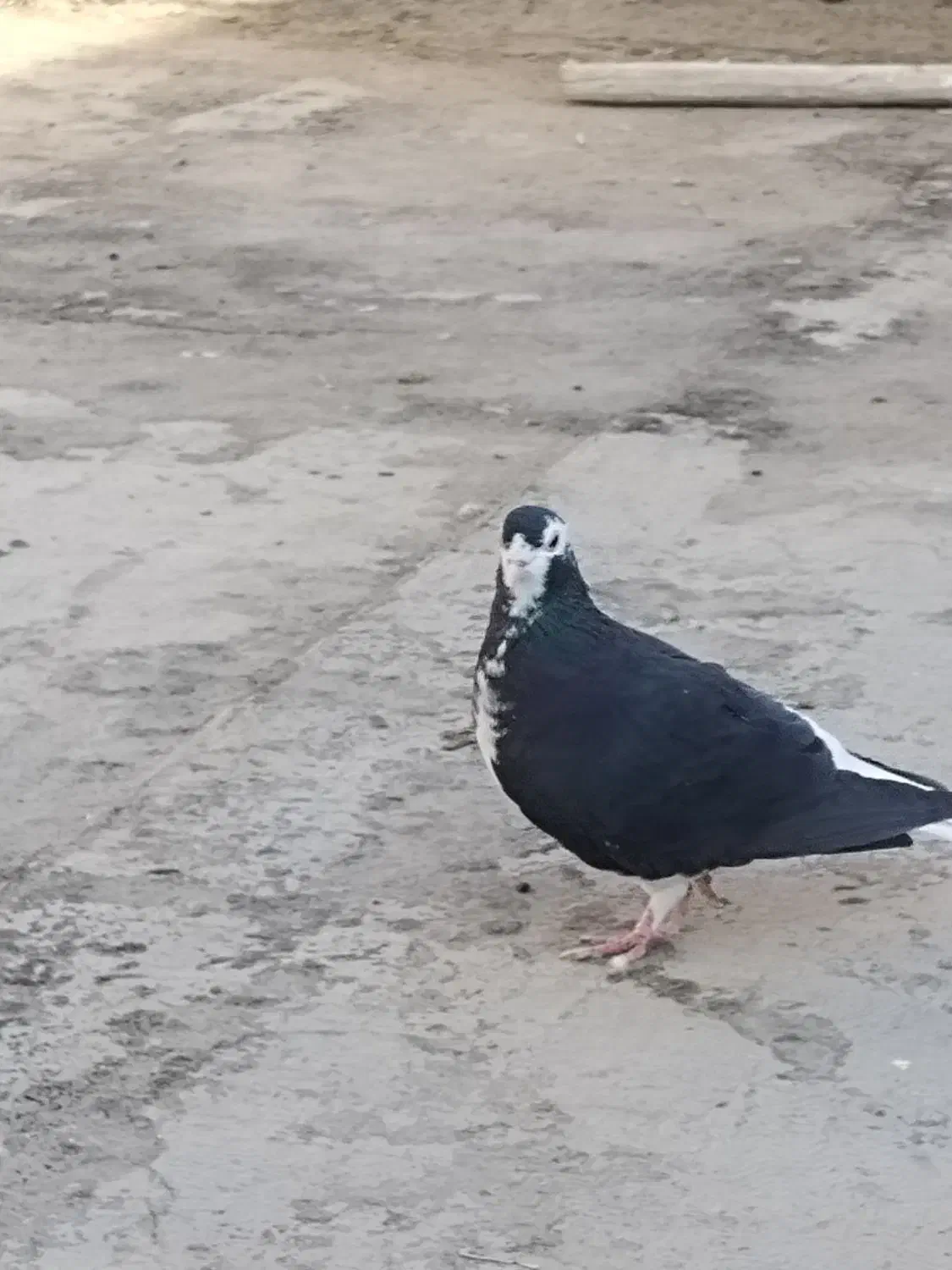 ساده سیاه ماده جلو بسته عروسک|پرنده|تربت‌حیدریه, ترمینال|دیوار