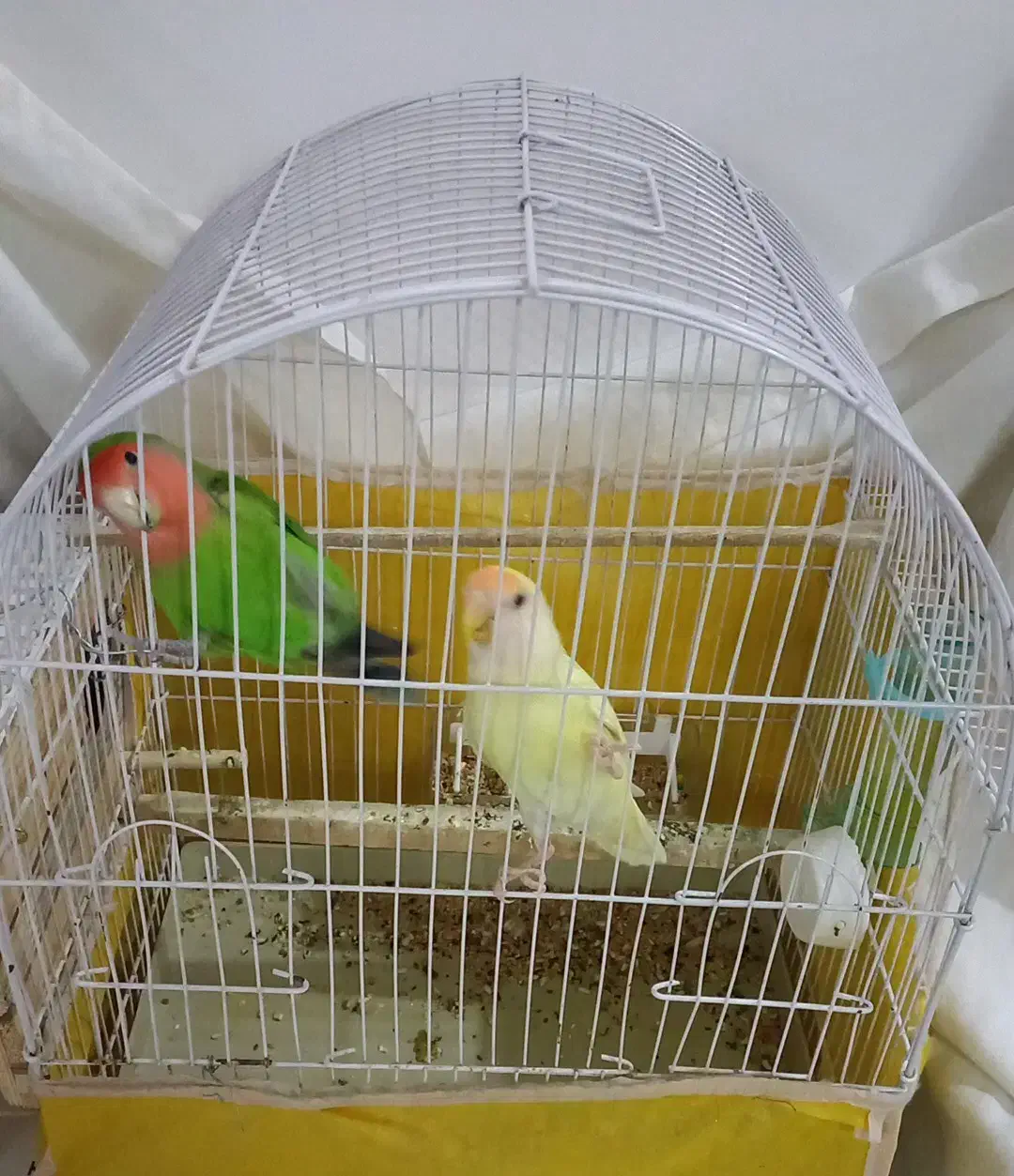 طوطی|پرنده|آبیک, |دیوار