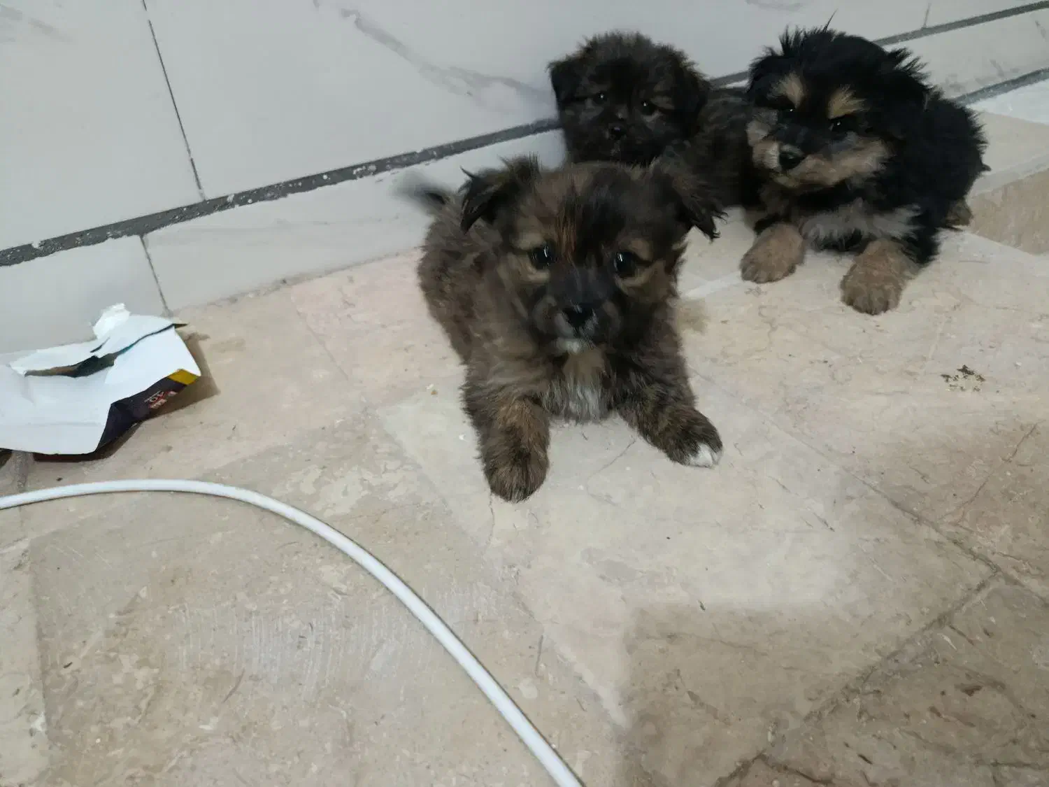 توله پاپی|سگ|شاهینشهر, حاجی آباد|دیوار