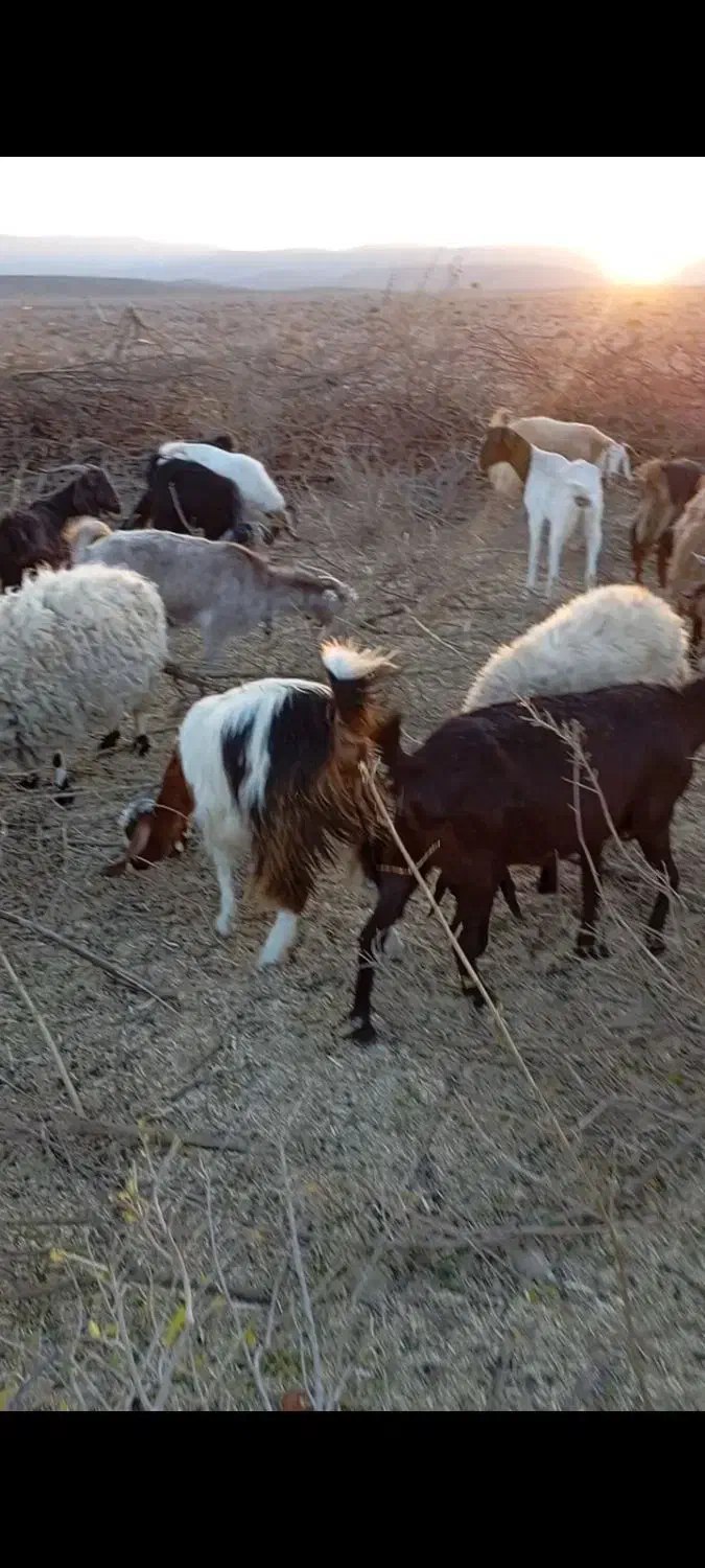 معاوضه‌بز‌بامیش‌30عدد‌همگی‌جوان‌وابستن|حیوانات مزرعه|رستاق, |دیوار