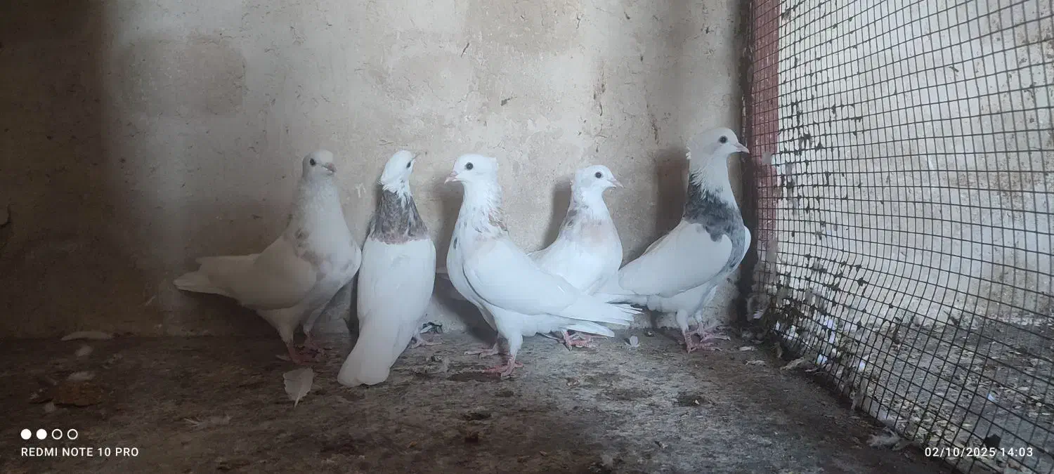 کفتر کرمانشاهی|پرنده|جهرم, |دیوار