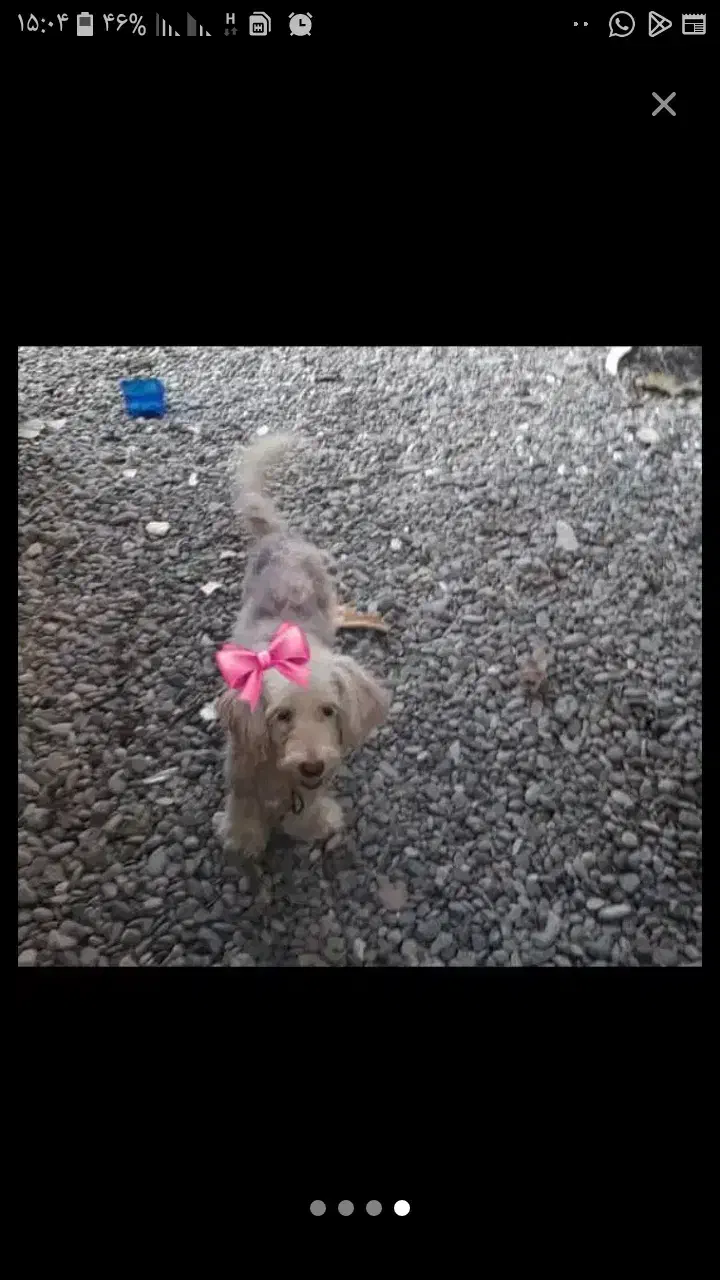 گمشده سگ|سگ|سنگر, |دیوار