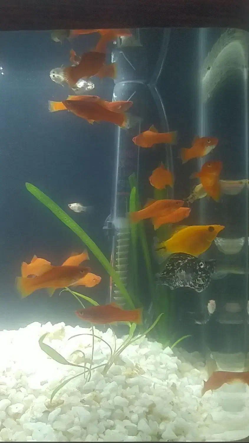 ماهی آکواریومی|ماهی|مشهد, امیریه|دیوار