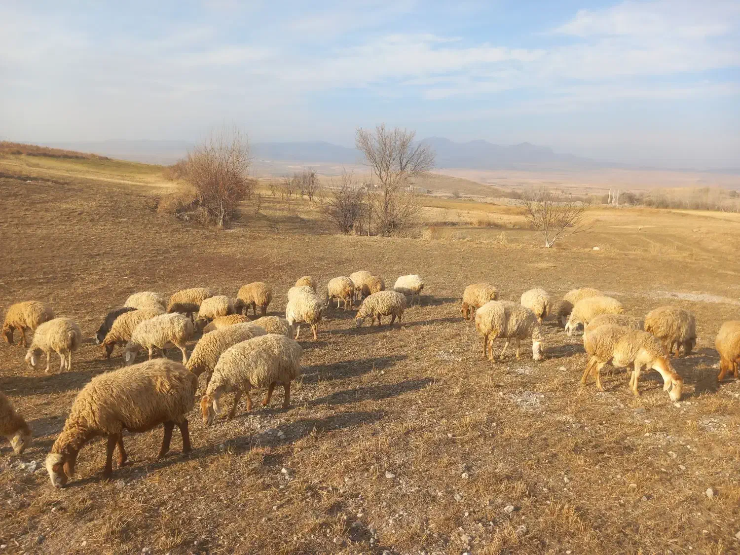 گوسفند دامازدغ|حیوانات مزرعه|مشگین شهر, |دیوار