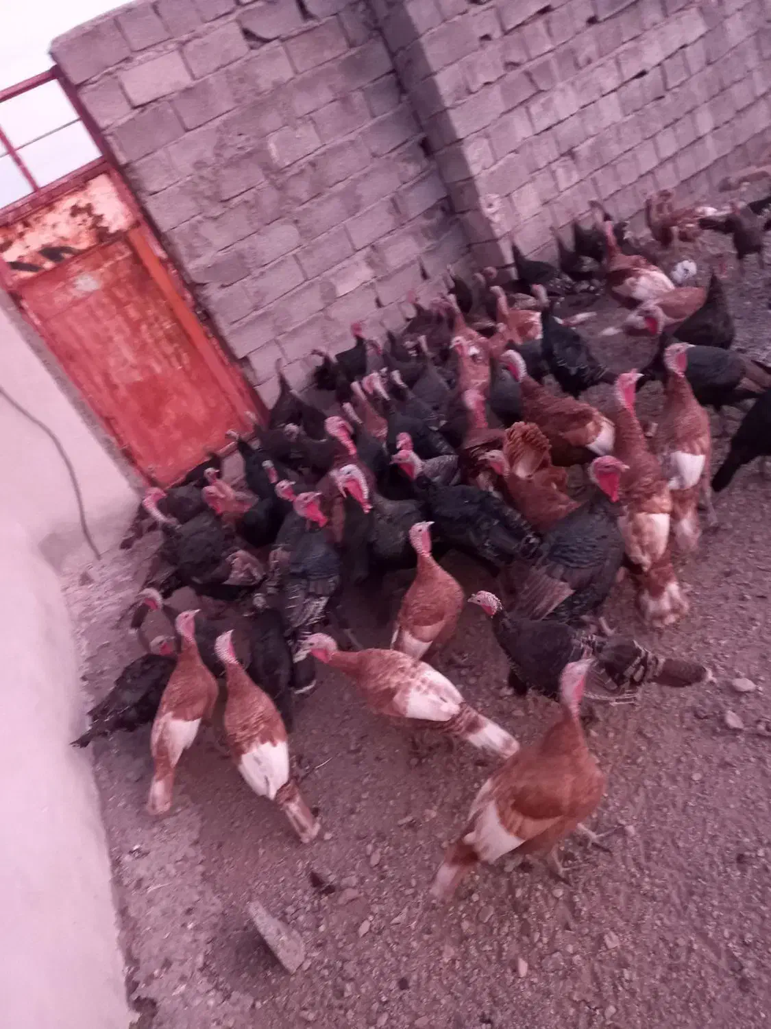 فروش بوقلمو (بوق)|حیوانات مزرعه|بیستون, |دیوار