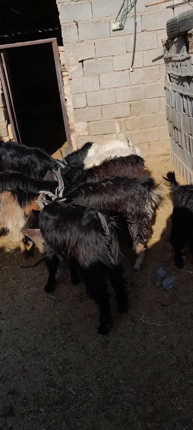 کهره نر ..|حیوانات مزرعه|پاسارگاد, |دیوار