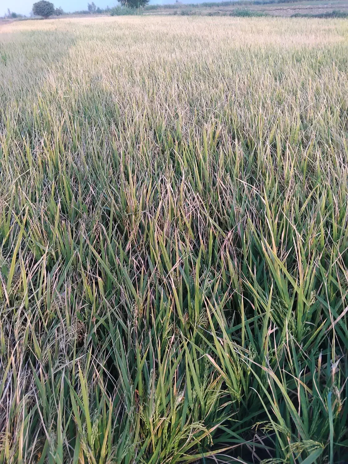 شالی فجر سوزنی|خوردنی و آشامیدنی|مزرعه کتول, |دیوار