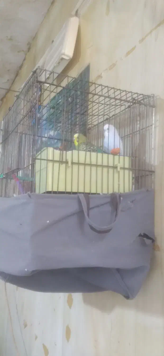 دوعدد مرغ عشق نر ماده به شرط تخم جوجه با قفس|پرنده|بجنورد, |دیوار