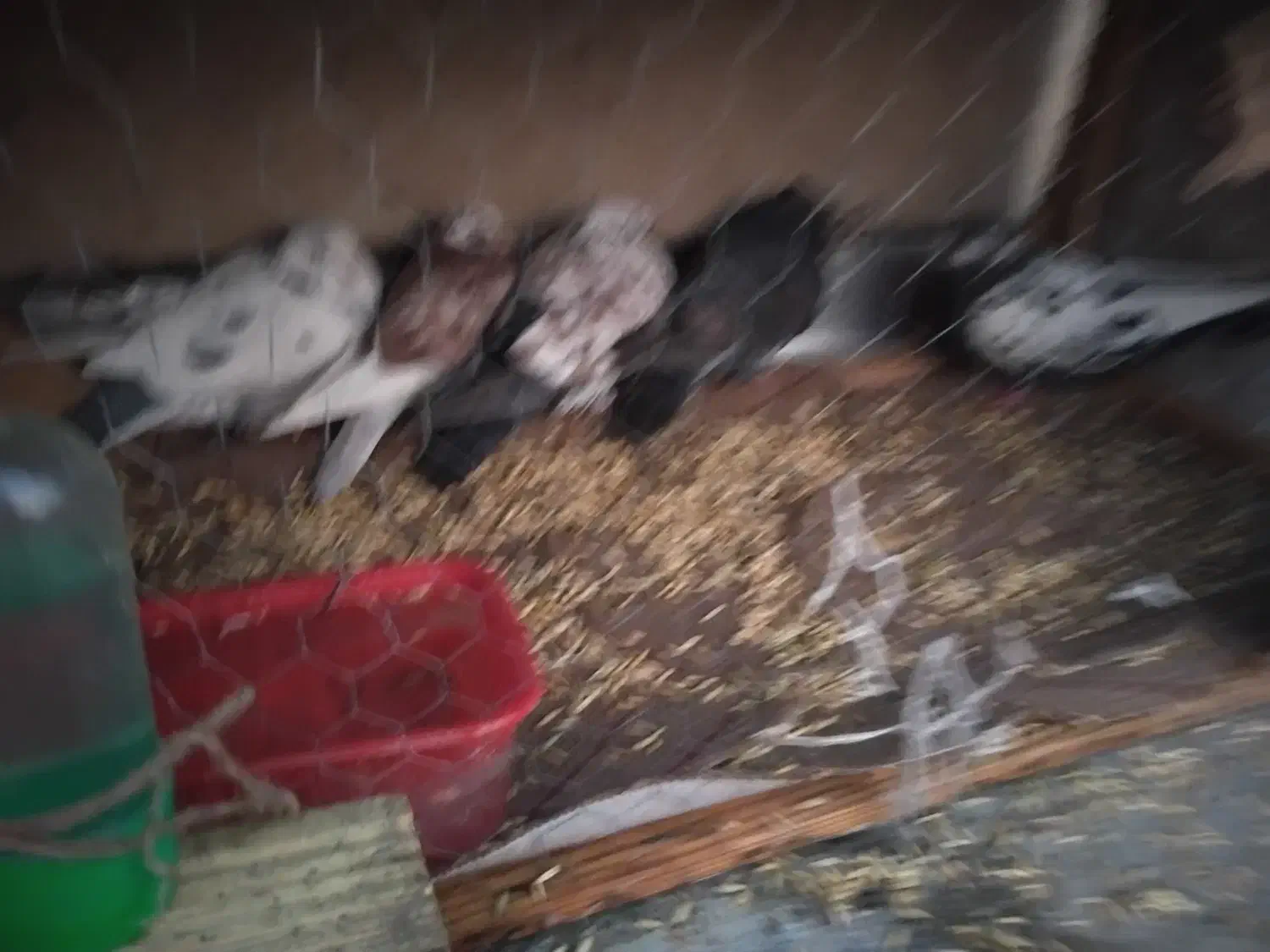 کبوتر|پرنده|اصفهان, باغ زیار|دیوار