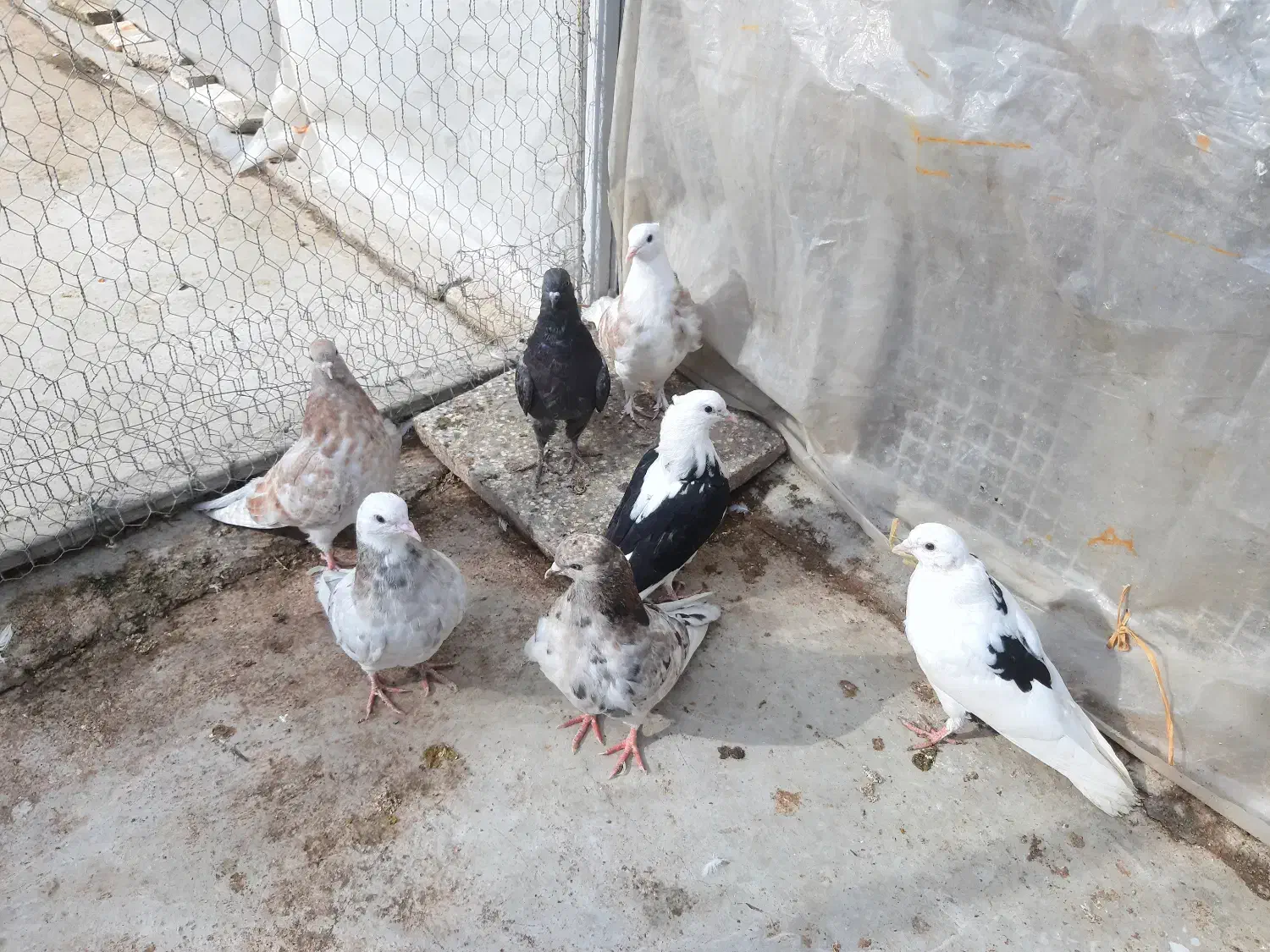 کبوتر پرشی|پرنده|خان ببین, |دیوار