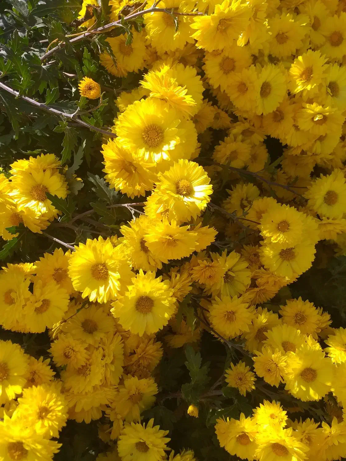 گل طبیعی|گل و گیاه طبیعی|ویلکیج, |دیوار