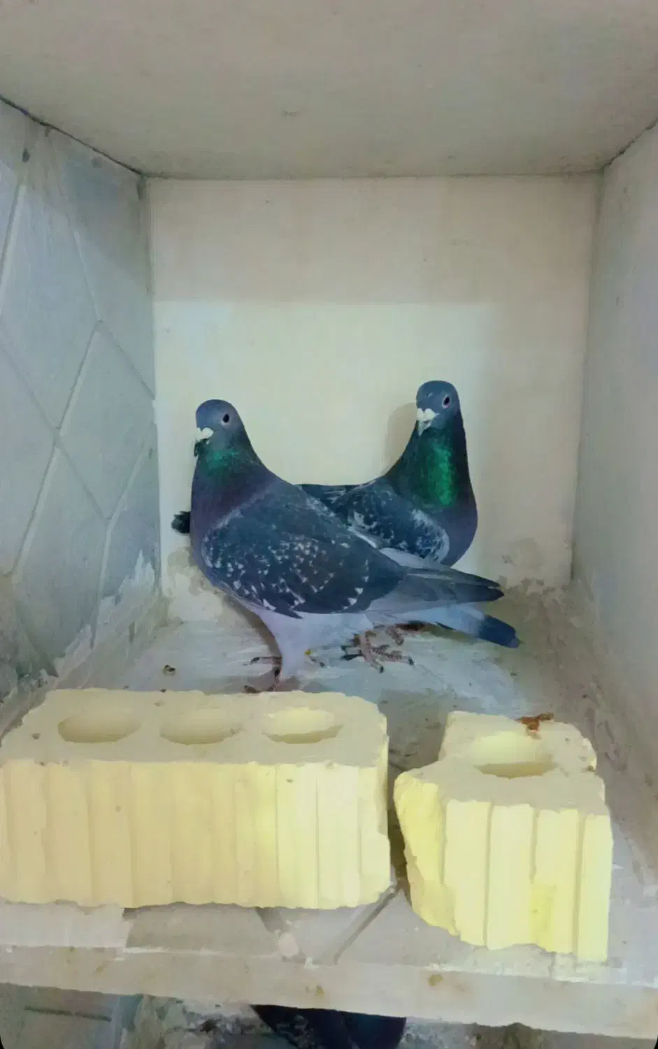 کبوتر پلاکی|پرنده|شیراز, کاراندیش|دیوار