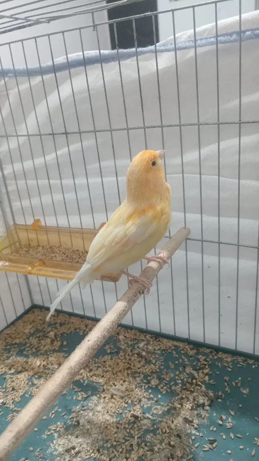 پرنده|پرنده|جیرفت, |دیوار