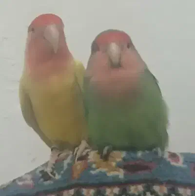 یک جفت طوطی برزیلی جوان با قفس|پرنده|قیدار, |دیوار