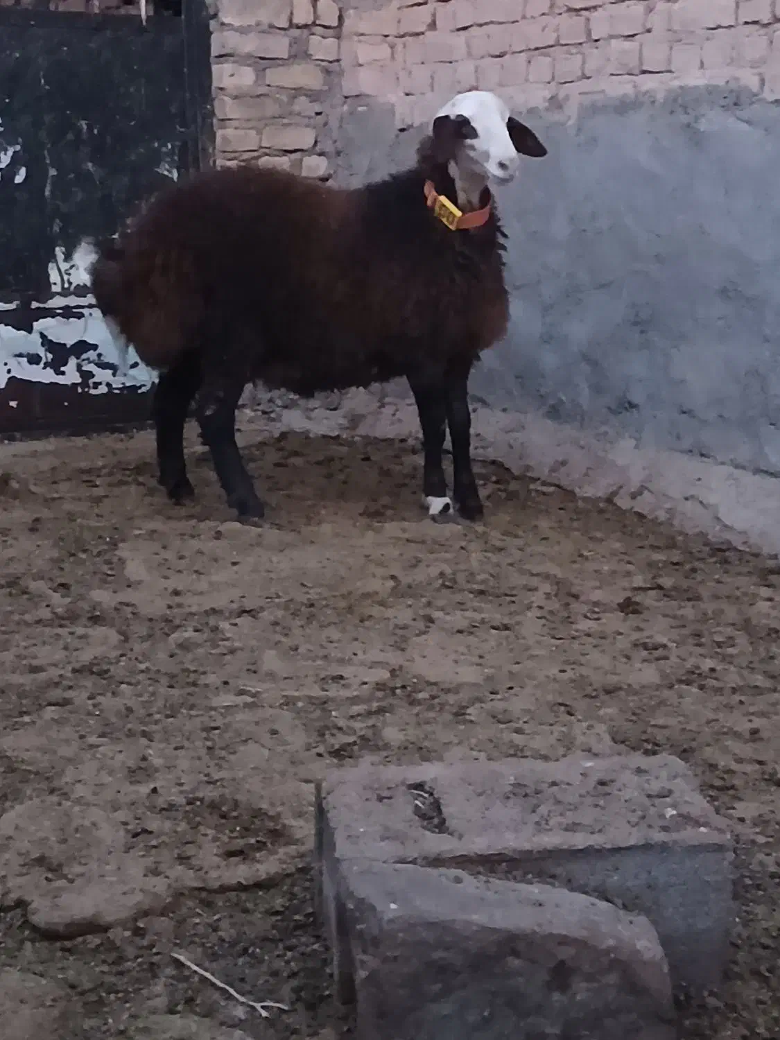 بره قوچ های هترو و همو|حیوانات مزرعه|اسفراین, |دیوار