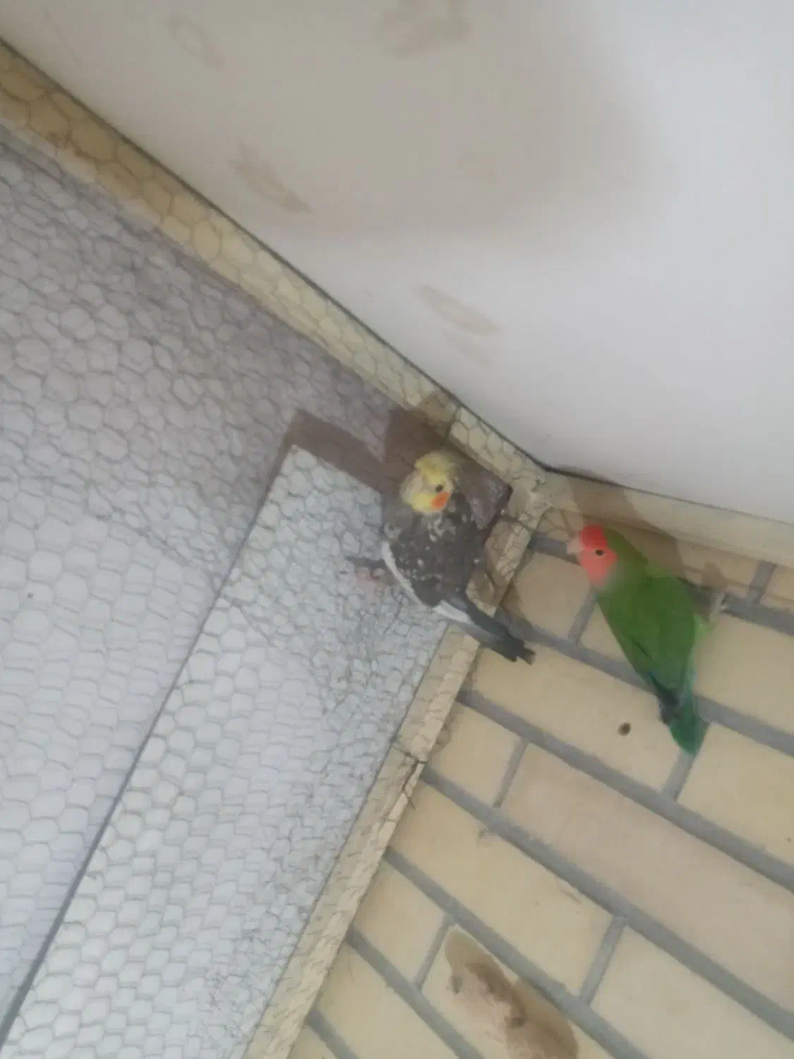 فنچ|پرنده|سیرجان, |دیوار