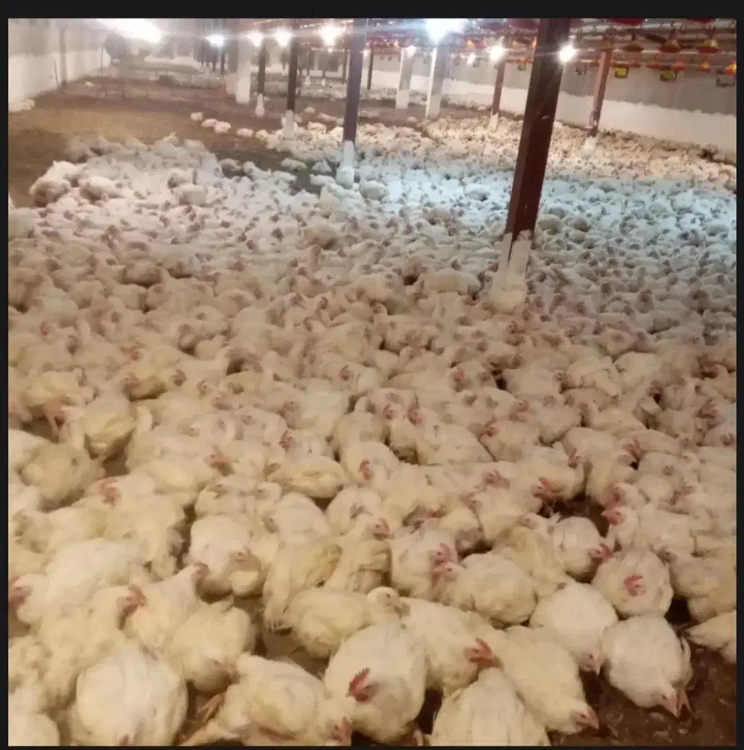 کارگربارگیر مرغ|استخدام صنعتی، فنی، مهندسی|رشت, جهاد|دیوار