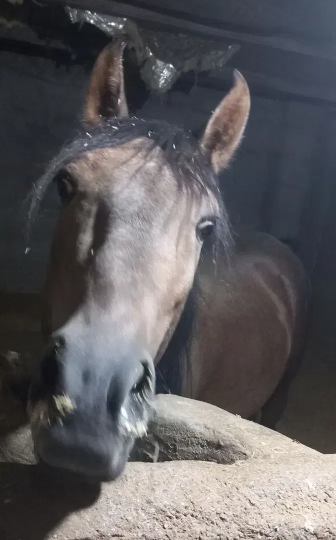 فروش کره اسب کرد نریان|اسب و تجهیزات اسبسواری|خوانسار, |دیوار