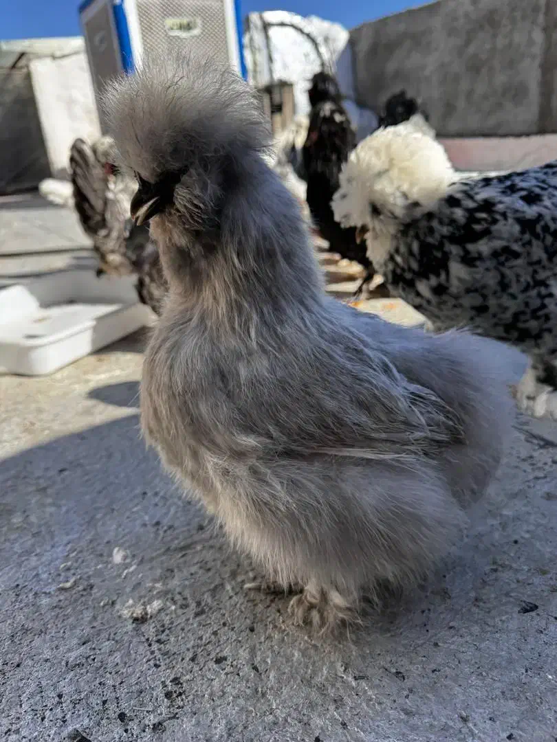 مرغ ابریشمی اوپال اصل|حیوانات مزرعه|تهران, بازار|دیوار