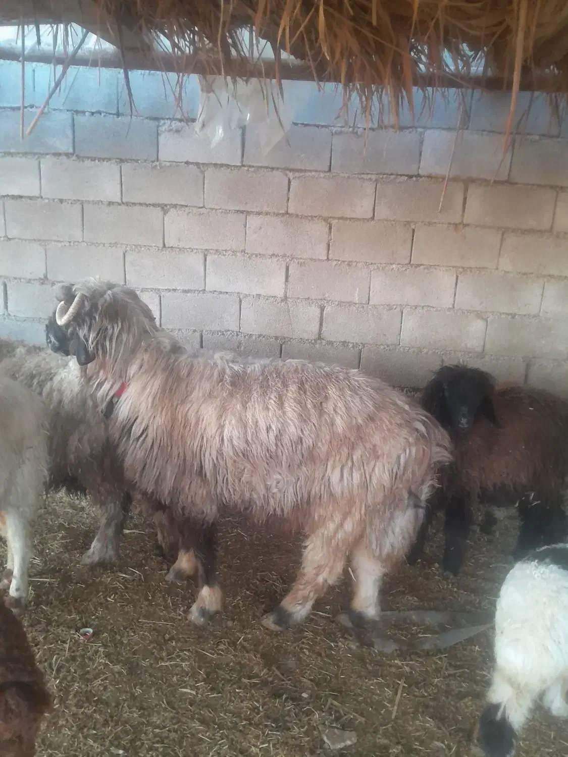 ۱عددنرمیش|حیوانات مزرعه|شوشتر, |دیوار