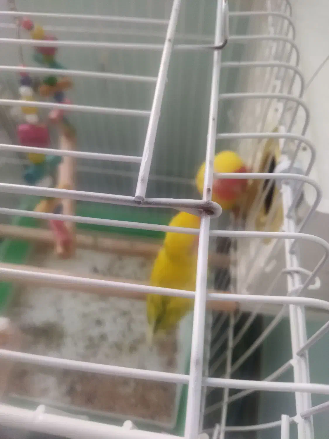 یک جفت طوطی برزیلی مولد|پرنده|سقز, |دیوار