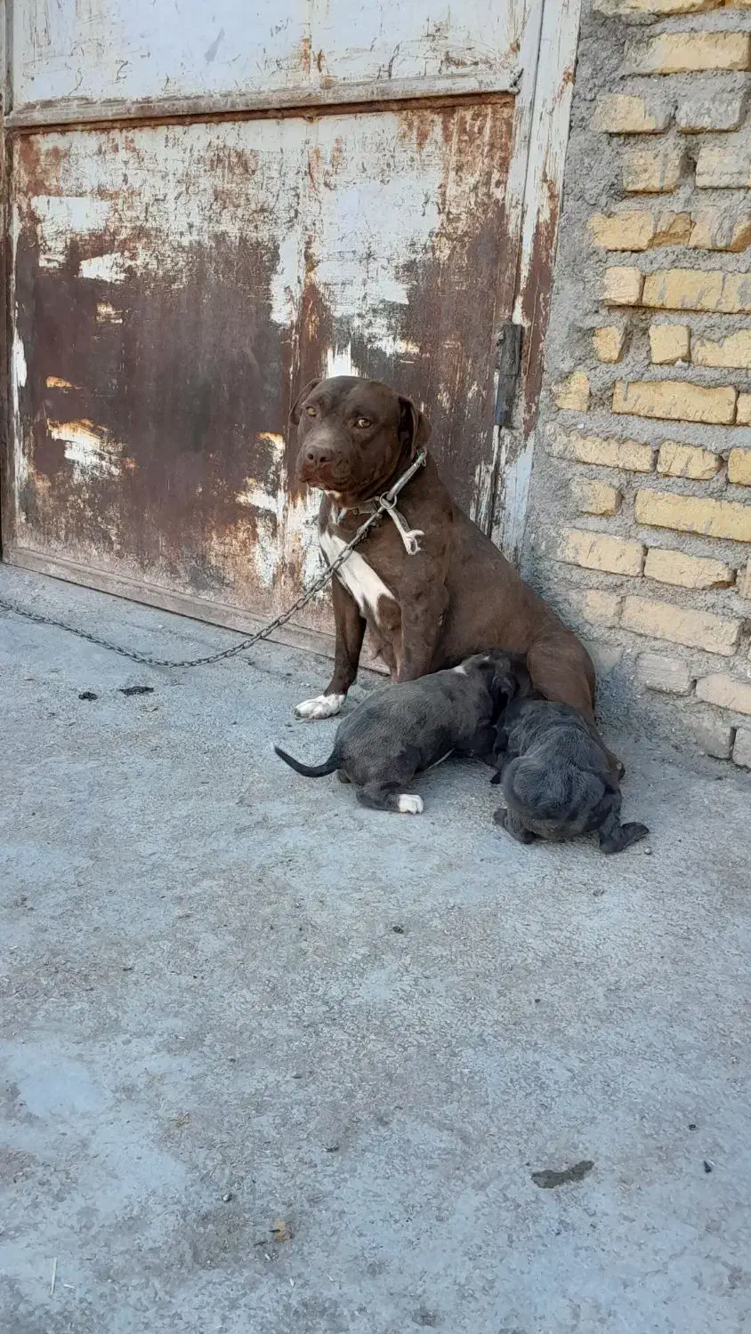 حیوانات|سگ|بیلوار, |دیوار