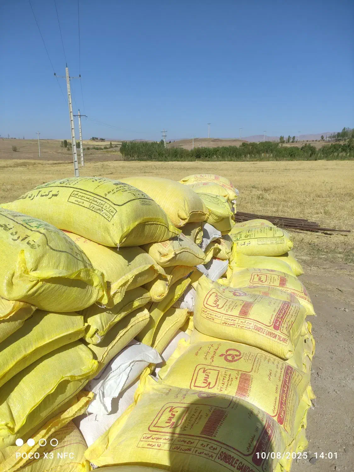 گندم بذری پیشگام|گل و گیاه طبیعی|زنجانرود, |دیوار