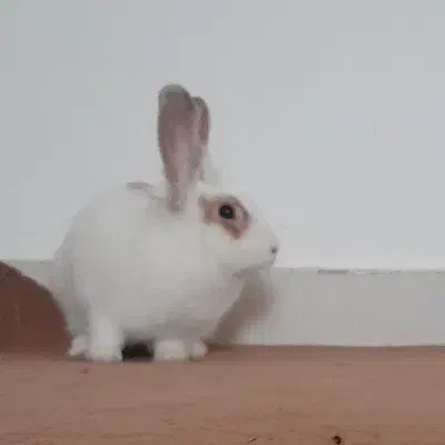 خرگوش|موش و خرگوش|همدان, |دیوار